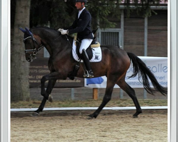 horse Tabajero (Hanoverian, 2014, from Tomahawk)