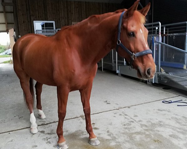 jumper Dave Dudley 3 (Hanoverian, 2005, from Der Lord)