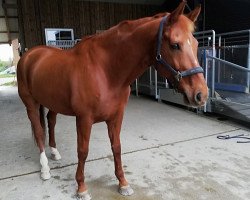 jumper Dave Dudley 3 (Hanoverian, 2005, from Der Lord)