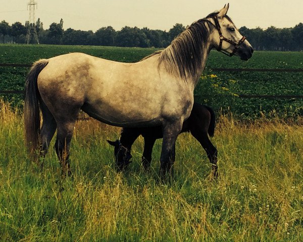 broodmare Dottie-P (KWPN (Royal Dutch Sporthorse), 2008, from Canturano I)