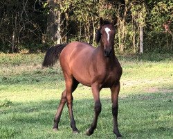 dressage horse My Milou (Westphalian, 2020, from VDL Quickthago)