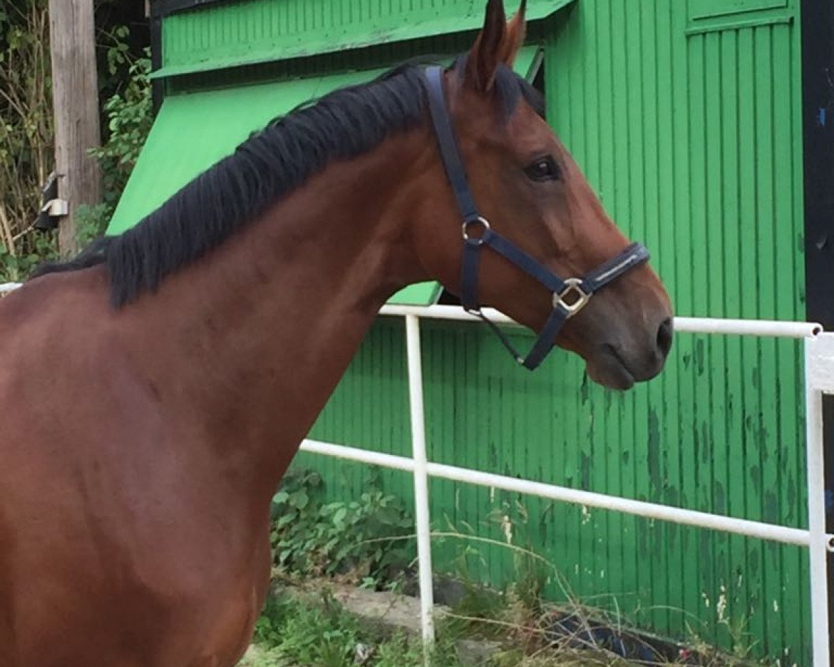 Cavallo da Dressage Fidora 5 (Westfale, 2010, di Fleury)