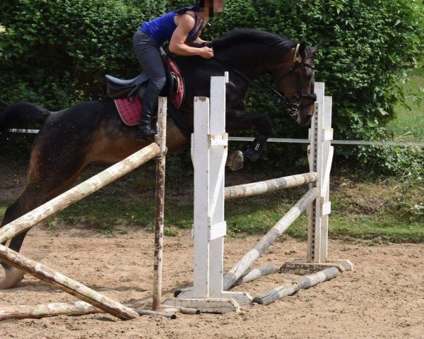 jumper Deglin (German Sport Horse, 2004, from Domenico xx)