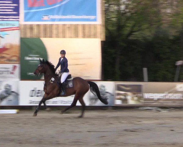 Reitturnier Havixbeck 2017