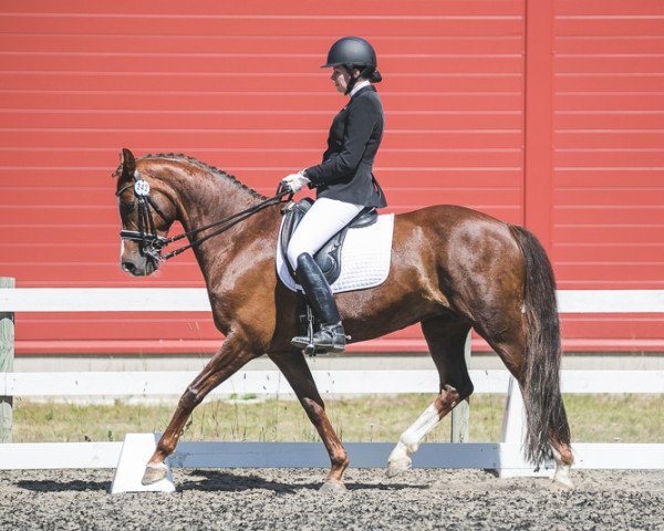 broodmare Royal Romance (Danish Warmblood, 2008, from Don Romantic) broodmare Royal Romance (Danish Warmblood, 2008, from Don Romantic)