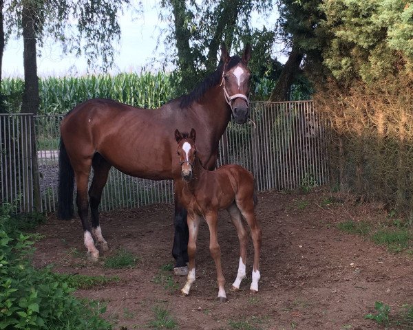 horse Mestrom P (KWPN (Royal Dutch Sporthorse), 2017, from Entertainer)