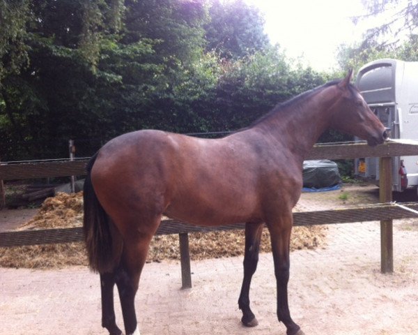 broodmare Gigi-P (KWPN (Royal Dutch Sporthorse), 2011, from Diarado) broodmare Gigi-P (KWPN (Royal Dutch Sporthorse), 2011, from Diarado)