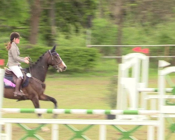Reitturnier Jülich 2017