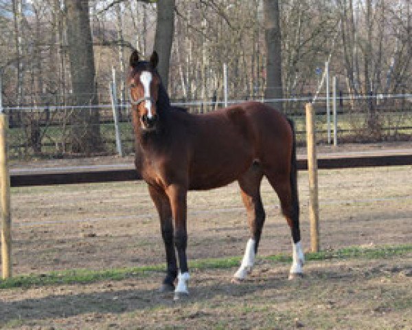 horse Lavinia (Westphalian, 2013, from Lordanos)