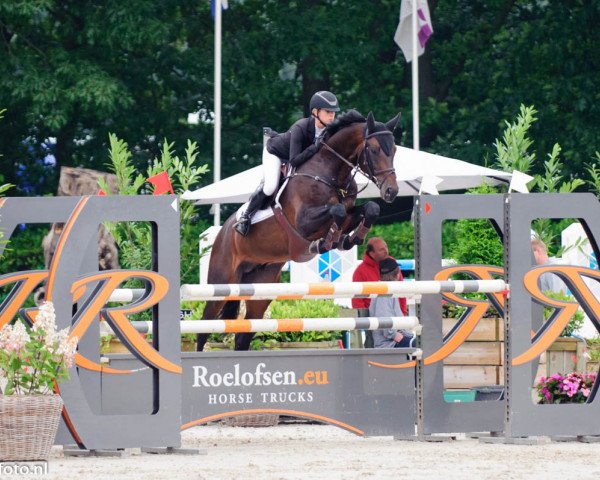 stallion Coral Reef Eldorado P (KWPN (Royal Dutch Sporthorse), 2009, from Diarado)