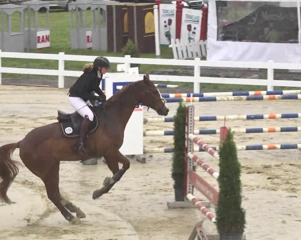 Reitturnier Leutkirch-Diepoldshofen 2017