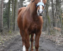 horse Sendy 21 (Quarter Horse, 2006)