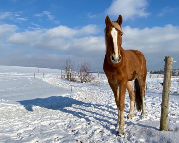 horse Álvaro (Westphalian, 2016, from Avicii)