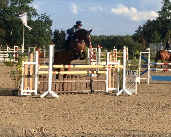 broodmare Quyntess (Holsteiner, 2014, from Quarz Ask)