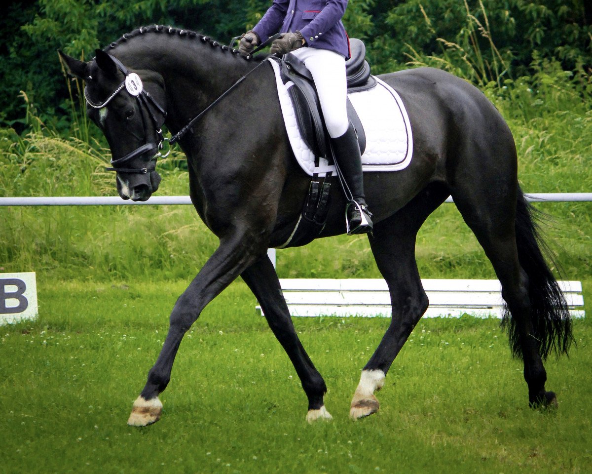 Dressurpferd Honeybee 14 (Hannoveraner, 2010, von Hohenzollern)