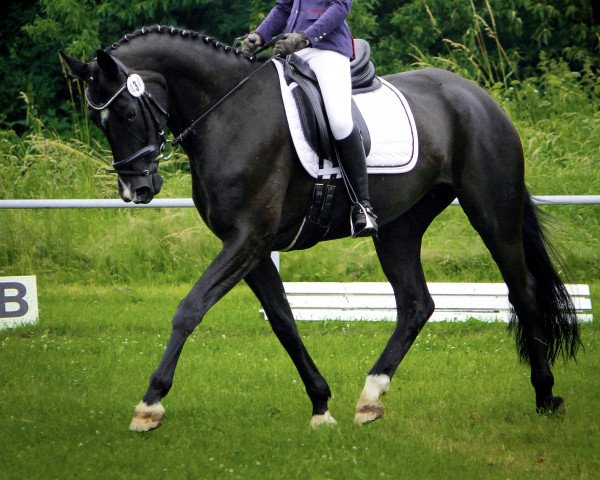 dressage horse Honeybee 14 (Hanoverian, 2010, from Hohenzollern)