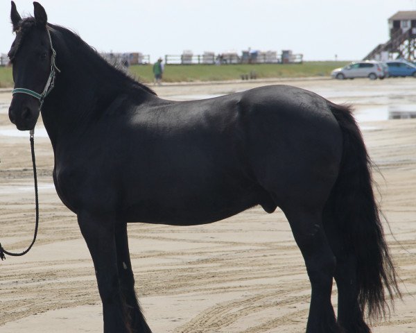 Dressurpferd Sybren fan'e Goengamieden (Friese, 2005, von Ulbert 390)