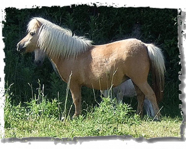 broodmare Kilcummer Palomino Girl (Shetland pony (under 87 cm), 1996, from Birling Glint of Gold)
