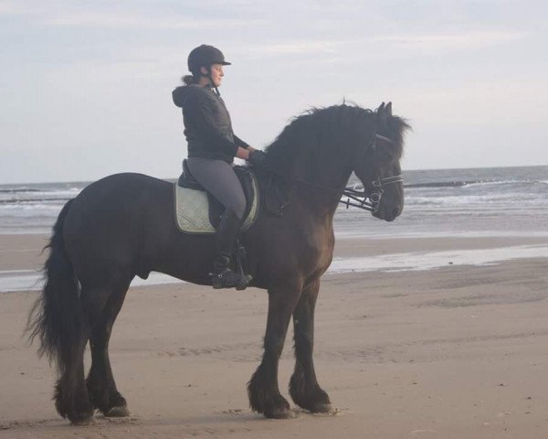 Pferd Rick van Jeltske (Friese, 2005, von Lolke 371) Pferd Rick van Jeltske (Friese, 2005, von Lolke 371)
