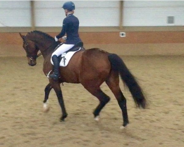 horse Elrado 21 (Hanoverian, 2006, from Earl)