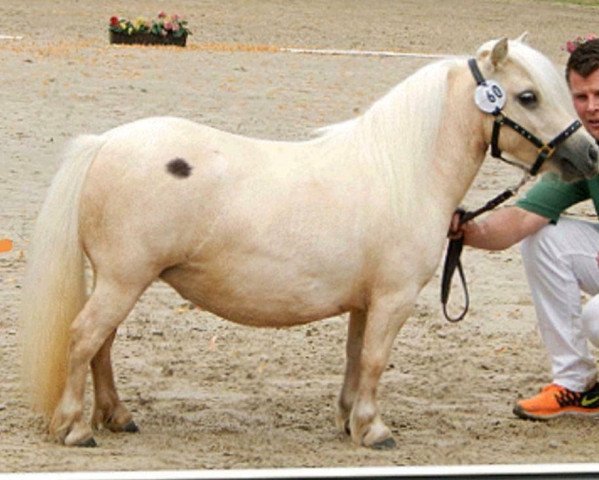 broodmare Many Minis Panama (Shetland pony (under 87 cm), 2016, from Lord-Lester)