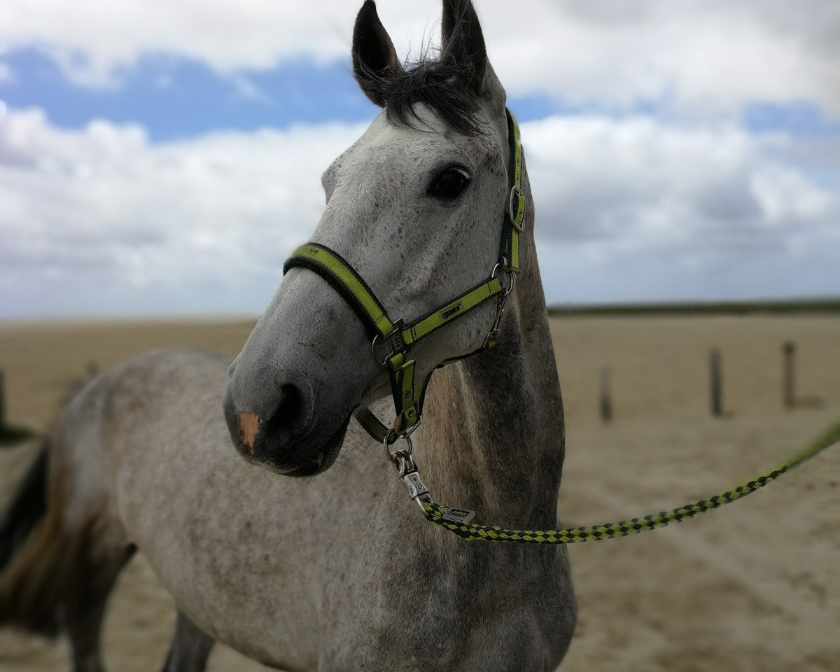 broodmare Balida 4 (Holsteiner, 2009, from Calido I)