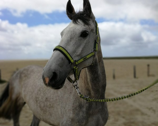 broodmare Balida 4 (Holsteiner, 2009, from Calido I)