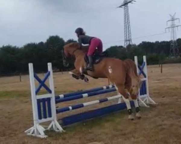 horse Lucky Fellow 10 (Hanoverian, 2005, from Laurentio)