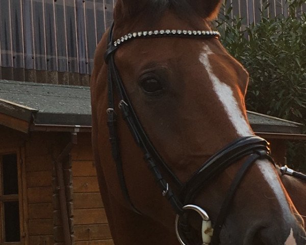 broodmare Quick Flash 4 (Holsteiner, 2011, from Quick Fire)
