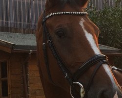 broodmare Quick Flash 4 (Holsteiner, 2011, from Quick Fire)