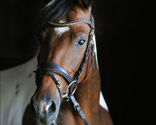 dressage horse Was a Bee (Bavarian, 2010, from Part of the Game M)