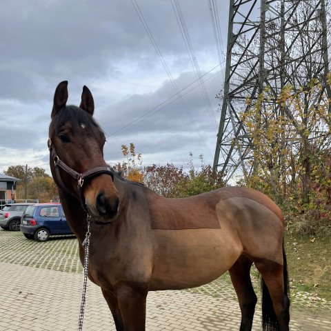 jumper Impas (KWPN (Royal Dutch Sporthorse), 2013, from Etos)