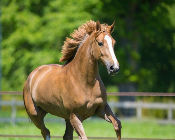 broodmare Orange van't Roosakker (Belgian Warmblood, 2014, from Vigo d'Arsouilles)