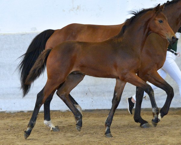 stallion Cyrian de Moulin Canard (German Sport Horse, 2021, from Corrinaro)