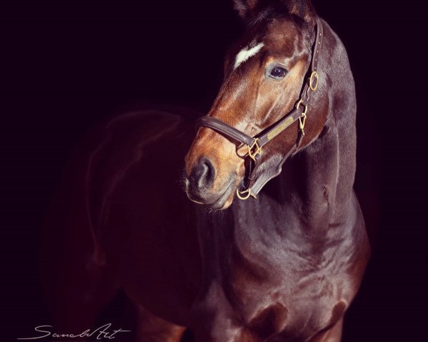 dressage horse Gentle Heart (Oldenburg, 2015, from Grey Flanell)