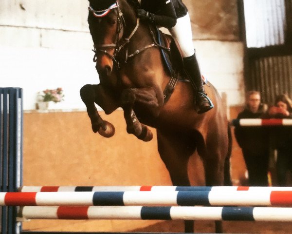 Springpferd Dubai Zh (Holsteiner, 2011, von Diarado)