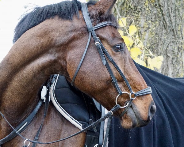 Springpferd Caliano Clarence (Holsteiner, 2009, von Clinton I)