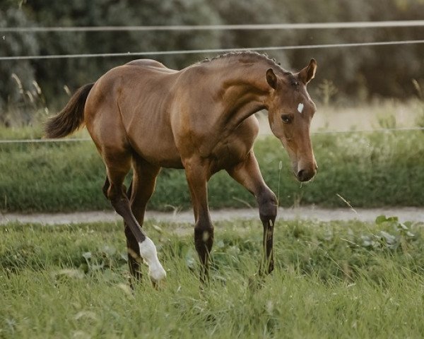horse Kattegat (Polish Warmblood, 2018, from Sir Europe) horse Kattegat (Polish Warmblood, 2018, from Sir Europe)