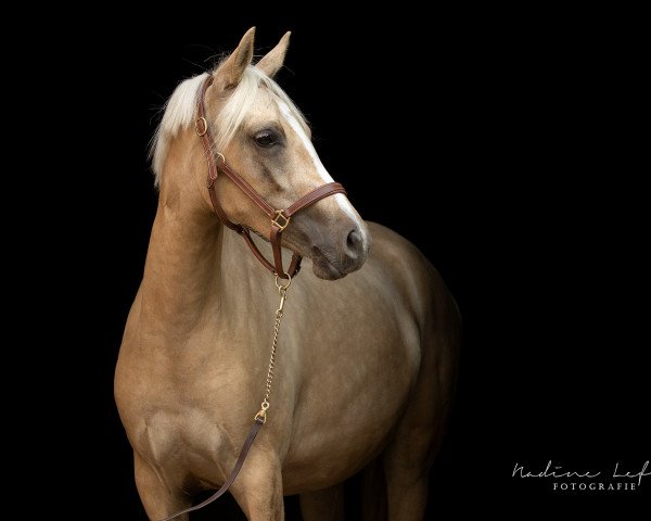 dressage horse Dorfkind (German Riding Pony, 2016, from Dating AT NRW)