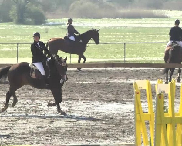 Reitturnier Leutkirch-Diepoldshofen 2017
