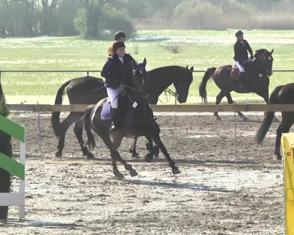 Reitturnier Leutkirch-Diepoldshofen 2017