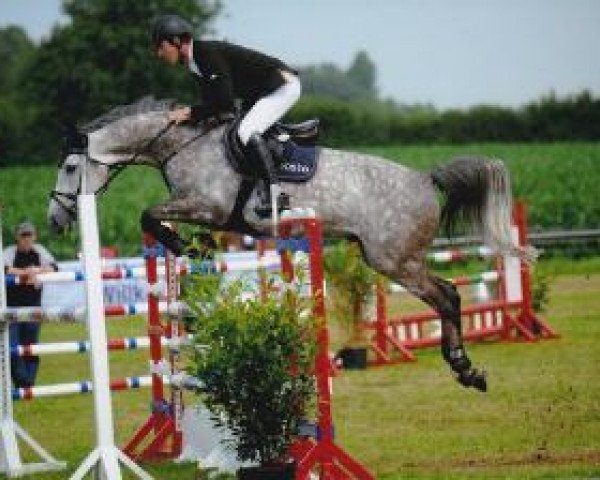 jumper Caipirinho N (Holsteiner, 2004, from Cardino)