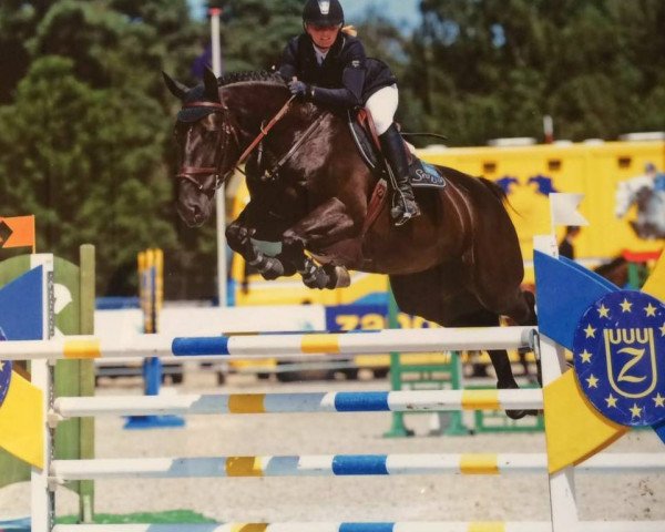 broodmare Quenelle D'Or (Zangersheide riding horse, 2009, from Quantum)
