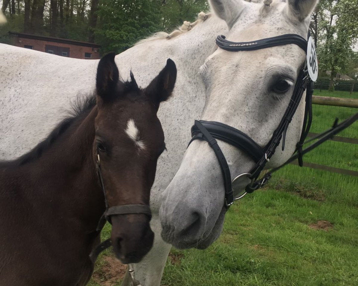 broodmare Capona (Oldenburg, 1998, from Calido I)