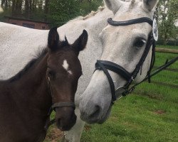 broodmare Capona (Oldenburg, 1998, from Calido I)