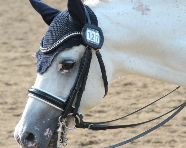 dressage horse Dörnberg's Ebano (German Riding Pony, 1993, from Ernesto)