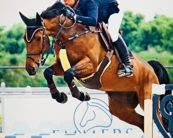 Horse Tito (Zangersheide, 2012, from Twister de La Pomme)