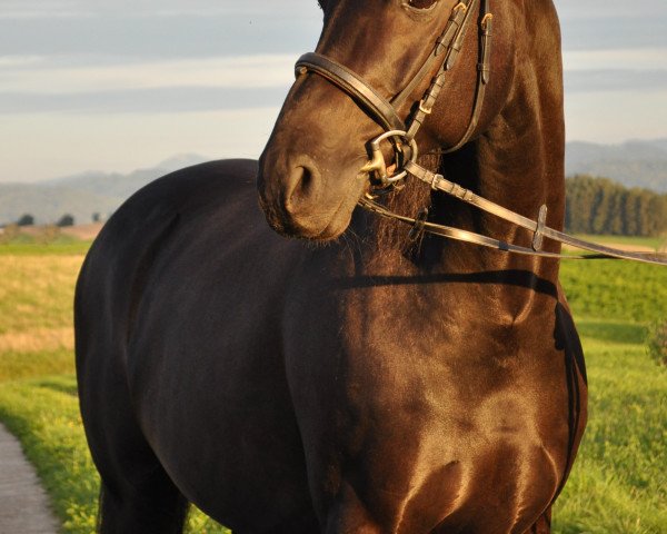 Pferd Robespierre (Österreichisches Warmblut, 2002, von Rotspon)