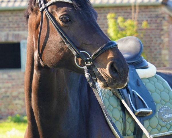 Zuchtstute Emilia (Westfale, 2014, von Escolar)