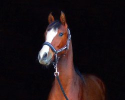 jumper Valerie H (German Riding Pony, 2017, from Valerius)